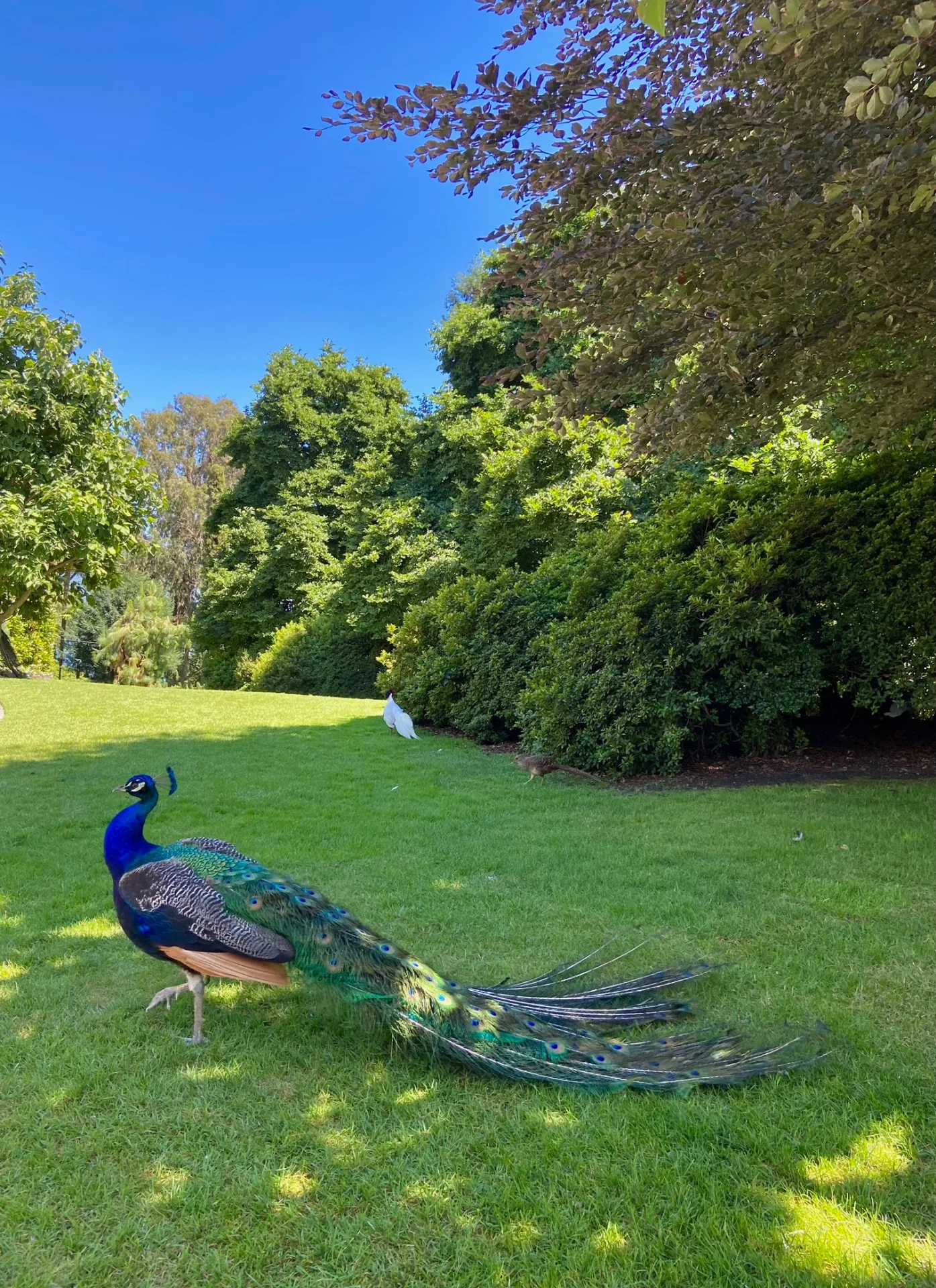 Isola Madre, un Giardino sull’acqua - Visita Guidata thumbnail 4