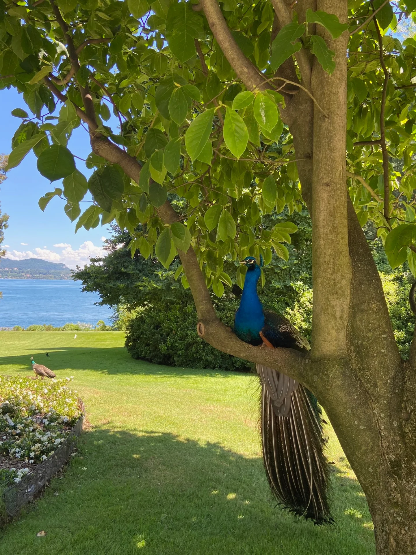 Isola Madre, un Giardino sull’acqua - Visita Guidata thumbnail 2