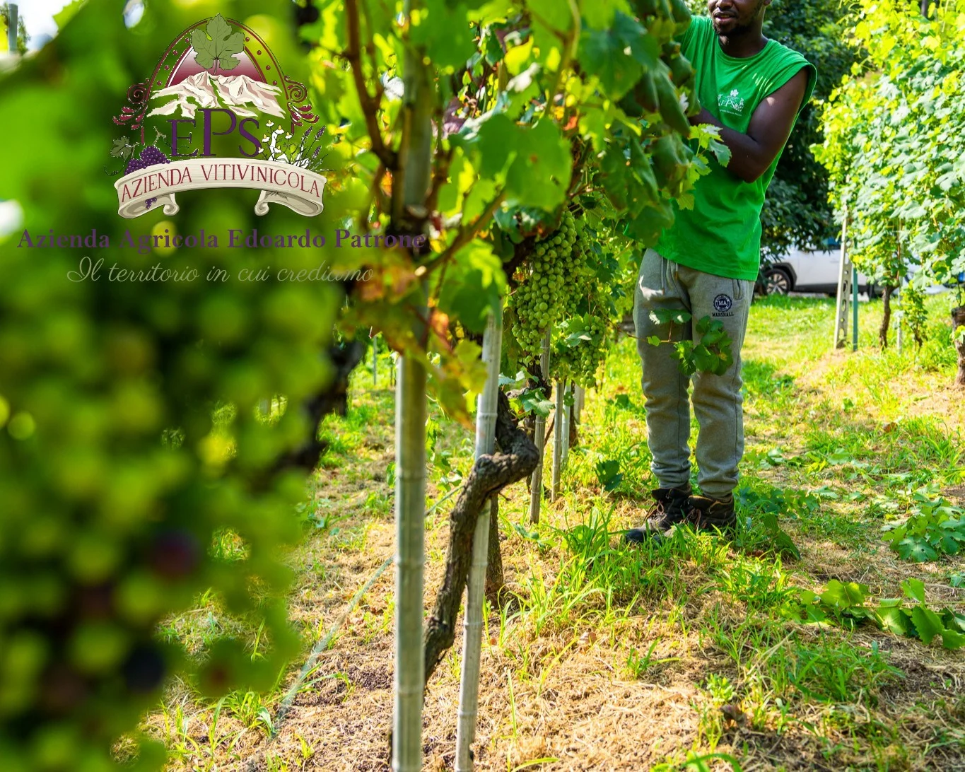 Picnic in vigna - Transfer da Baveno/Stresa incluso thumbnail 4