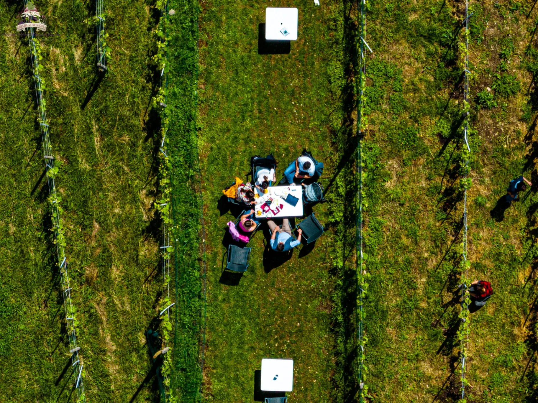 Picnic in vigna - Transfer da Baveno/Stresa incluso thumbnail 6