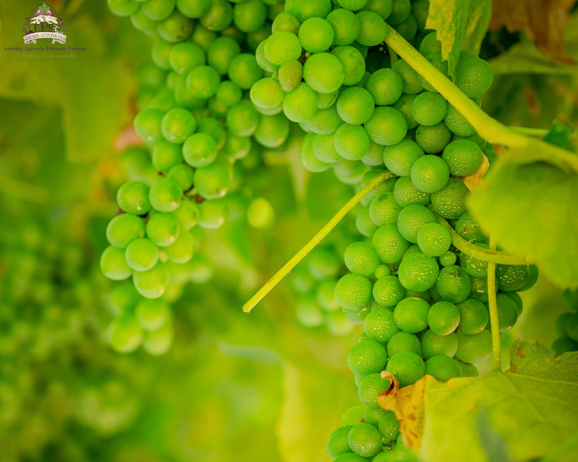 Degustazione Vino EP - 3 calici thumbnail 4