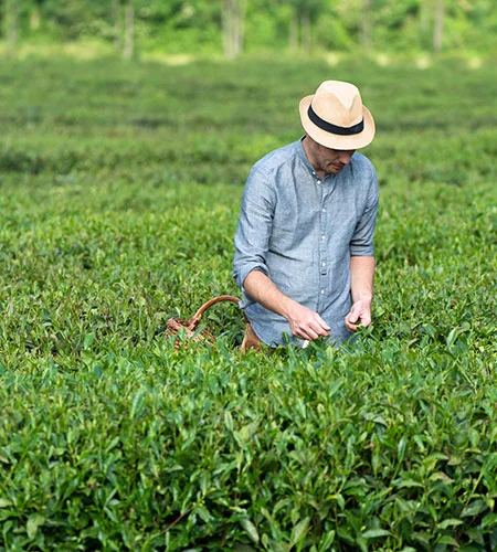 Dal seme alla tazza: esperienza del tè a Premosello thumbnail 3