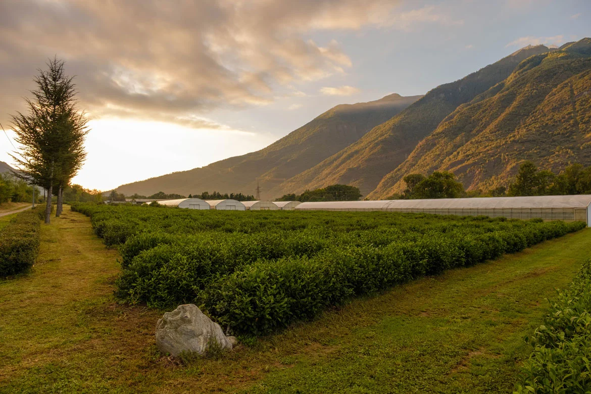 From Seed to Cup: A Tea Experience close to Lake Maggiore thumbnail 5