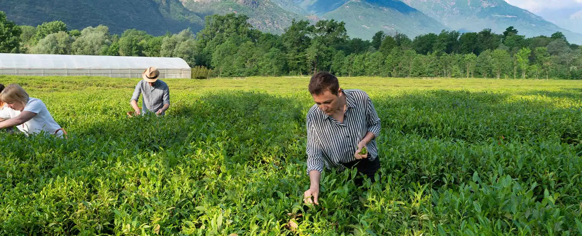 From Seed to Cup: A Tea Experience close to Lake Maggiore thumbnail 6