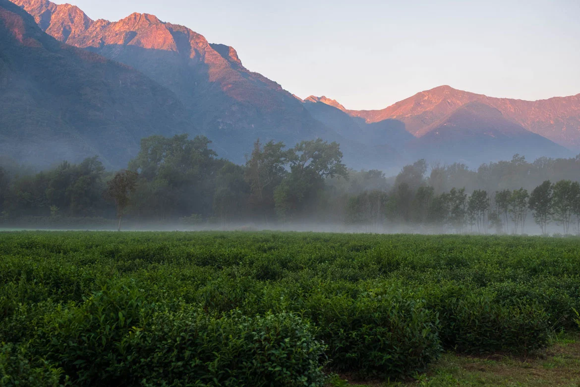 Dal seme alla tazza: esperienza del tè a Premosello