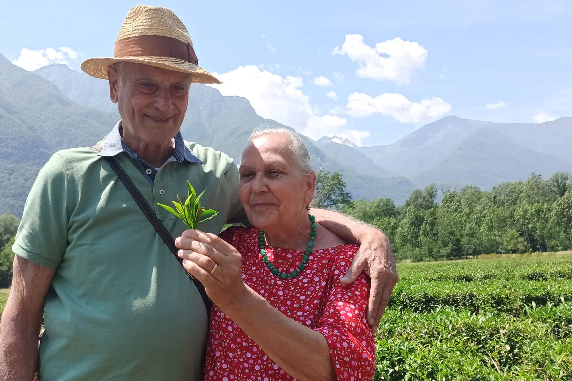 Dal seme alla tazza: esperienza del tè a Premosello thumbnail 2