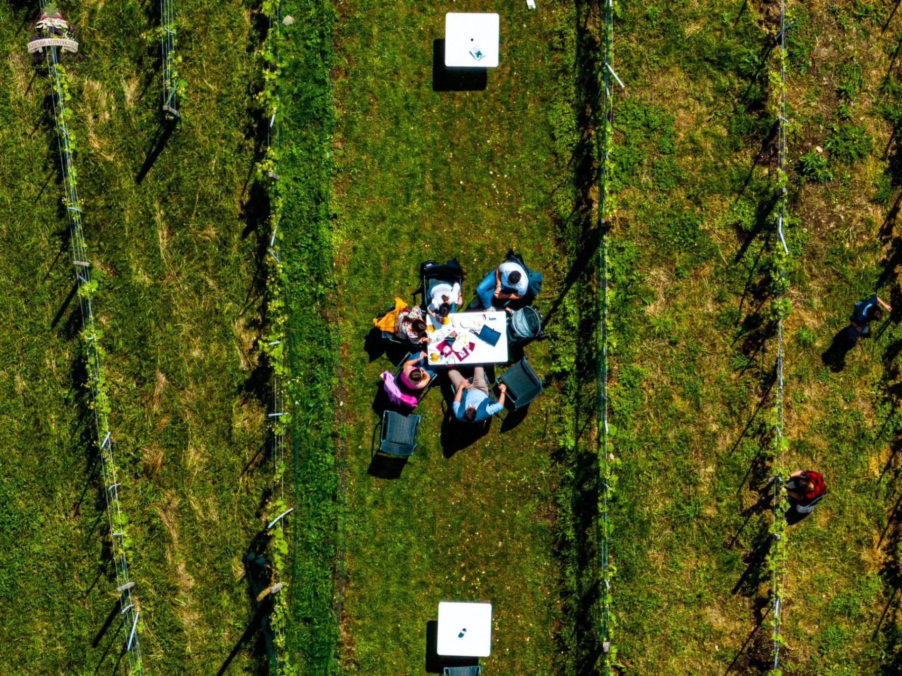 Picnic Among the Vineyards: Wine & Nature Experience