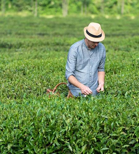 Visit to the largest tea plantation in Europe: A Tea Experience close to Lake Maggiore