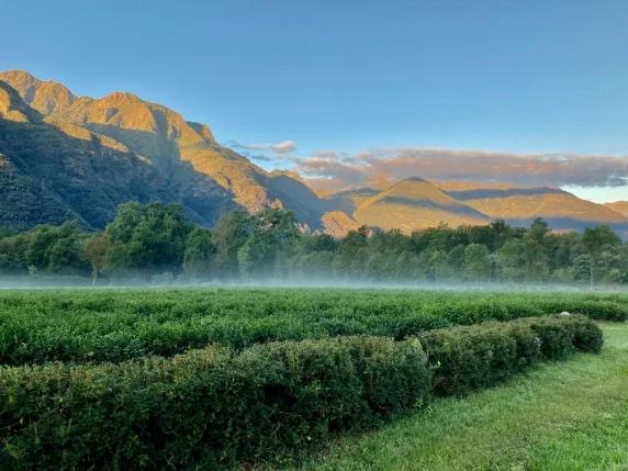 From Seed to Cup: A Tea Experience close to Lake Maggiore
